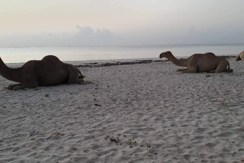Cowrie Beach Haven Studio Lägenhet Mombasa Exteriör bild